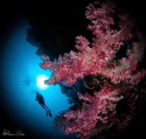 Close focus wide angle by Steven Miller 